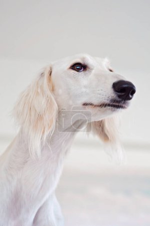 Foto de Purebred white Saluki sighthound or gazehound lying down and relaxing, looking away from the camera. Dog with long snout, floppy and long-haired ears and brown eyes. Cute and adorable dog portrait. - Imagen libre de derechos