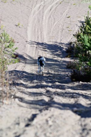Foto de Perro blanco, de raza pura Saluki sighthound o mirador, corriendo libre en la naturaleza con un bozal. Un galgo persa disfrutando de la vida afuera. Dando un paseo en un pozo de grava o cantera de grava y bosque. - Imagen libre de derechos