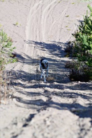 Foto de White dog, purebred Saluki sighthound or gazehound, running free in the nature wearing a muzzle. A Persian Greyhound enjoying life outside. Going on a walk at a gravel pit or gravel quarry and forest. - Imagen libre de derechos