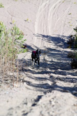 Foto de Perro negro, de raza pura Saluki sighthound o mirador, corriendo libre en la naturaleza con un bozal. Un galgo persa disfrutando de la vida afuera. Dando un paseo en un pozo de grava o cantera de grava y bosque. - Imagen libre de derechos