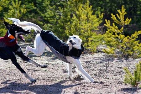Foto de Perro blanco y perro negro, pura raza Saluki sighthound o mirador, corriendo libre en la naturaleza y jugando juntos. Un galgo persa disfrutando de la vida afuera. Yendo a caminar a un pozo de grava. - Imagen libre de derechos