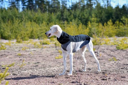 Foto de White dog, purebred Saluki sighthound or gazehound, standing free in the nature. A Persian Greyhound enjoying life outside. Going on a walk at a gravel pit or gravel quarry and forest in Finland. - Imagen libre de derechos
