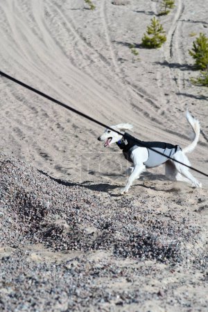 Foto de Perro blanco, pura raza Saluki sighthound o mirador, libre en la naturaleza persiguiendo un juguete. Un galgo persa disfrutando de la vida afuera. Dando un paseo en un pozo de grava o cantera de grava y bosque en Finlandia. - Imagen libre de derechos