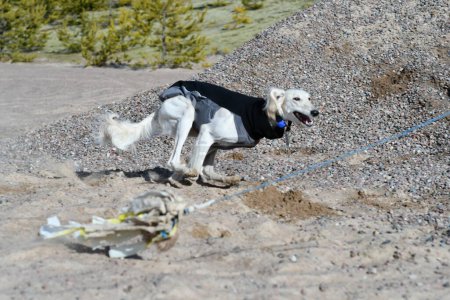 Foto de White dog, purebred Saluki sighthound or gazehound, free in the nature chasing a toy. A Persian Greyhound enjoying life outside. Going on a walk at a gravel pit or gravel quarry and forest in Finland. - Imagen libre de derechos