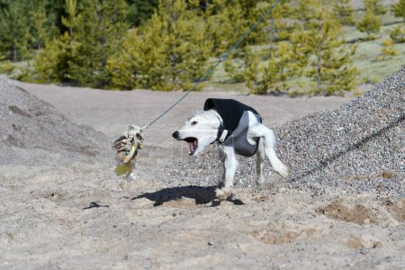 Foto de White dog, purebred Saluki sighthound or gazehound, free in the nature chasing a toy. A Persian Greyhound enjoying life outside. Going on a walk at a gravel pit or gravel quarry and forest in Finland. - Imagen libre de derechos