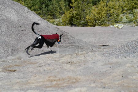 Foto de Black dog, purebred Saluki sighthound or gazehound, running free in the nature. A Persian Greyhound enjoying life outside. Going on a walk at a gravel pit or gravel quarry and forest in Finland. - Imagen libre de derechos