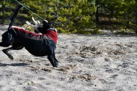 Foto de Perro negro, pura raza Saluki sighthound o mirador, libre en la naturaleza persiguiendo un juguete. Un galgo persa disfrutando de la vida afuera. Dando un paseo en un pozo de grava o cantera de grava y bosque en Finlandia. - Imagen libre de derechos