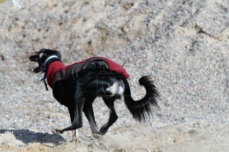 Foto de Black dog, purebred Saluki sighthound or gazehound, running free in the nature. A Persian Greyhound enjoying life outside. Going on a walk at a gravel pit or gravel quarry and forest in Finland. - Imagen libre de derechos