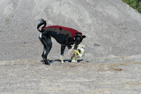 Foto de Perro negro, pura raza Saluki sighthound o mirador, libre en la naturaleza persiguiendo un juguete. Un galgo persa disfrutando de la vida afuera. Dando un paseo en un pozo de grava o cantera de grava y bosque en Finlandia. - Imagen libre de derechos