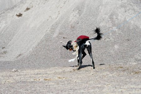 Foto de Black dog, purebred Saluki sighthound or gazehound, free in the nature chasing a toy. A Persian Greyhound enjoying life outside. Going on a walk at a gravel pit or gravel quarry and forest in Finland. - Imagen libre de derechos