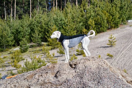 Foto de Perro blanco, de raza pura Saluki sighthound o mirador, de pie libre en la naturaleza. Un galgo persa disfrutando de la vida afuera. Dando un paseo en un pozo de grava o cantera de grava y bosque en Finlandia. - Imagen libre de derechos