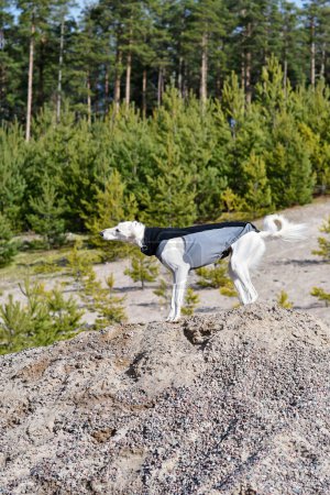 Foto de White dog, purebred Saluki sighthound or gazehound, standing free in the nature. A Persian Greyhound enjoying life outside. Going on a walk at a gravel pit or gravel quarry and forest in Finland. - Imagen libre de derechos