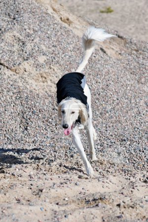 Foto de White dog, purebred Saluki sighthound or gazehound, running free in the nature. A Persian Greyhound enjoying life outside. Going on a walk at a gravel pit or gravel quarry and forest in Finland. - Imagen libre de derechos