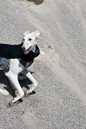 Foto de White dog, purebred Saluki sighthound, free in the nature playing in the sand or gravel. Persian Greyhound enjoying life outside. Going on a walk at gravel pit or gravel quarry and forest in Finland. - Imagen libre de derechos