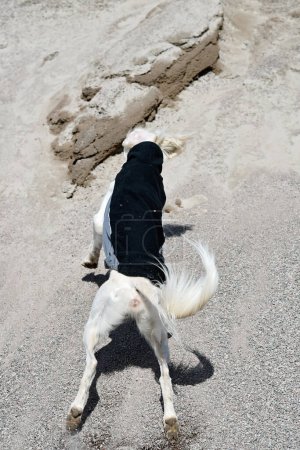 Foto de Perro blanco, de pura raza Saluki sighthound, libre en la naturaleza jugando en la arena o grava. Galgo persa disfrutando de la vida afuera. Dando un paseo por el pozo de grava o cantera de grava y bosque en Finlandia. - Imagen libre de derechos