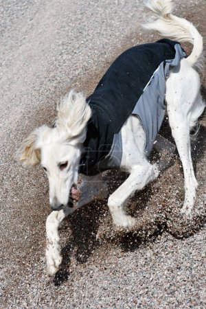 Foto de White dog, purebred Saluki sighthound, free in the nature playing in the sand or gravel. Persian Greyhound enjoying life outside. Going on a walk at gravel pit or gravel quarry and forest in Finland. - Imagen libre de derechos