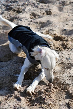 Foto de Perro blanco, de pura raza Saluki sighthound, libre en la naturaleza jugando en la arena o grava. Galgo persa disfrutando de la vida afuera. Dando un paseo por el pozo de grava o cantera de grava y bosque en Finlandia. - Imagen libre de derechos