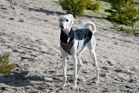 Foto de Perro blanco, de raza pura Saluki sighthound o mirador, de pie libre en la naturaleza. Un galgo persa disfrutando de la vida afuera. Dando un paseo en un pozo de grava o cantera de grava y bosque en Finlandia. - Imagen libre de derechos