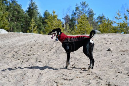 Foto de Black dog, purebred Saluki sighthound or gazehound, standing free in the nature. A Persian Greyhound enjoying life outside. Going on a walk at a gravel pit or gravel quarry and forest in Finland. - Imagen libre de derechos