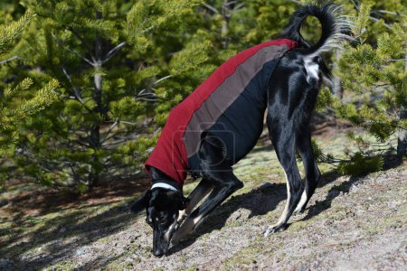 Foto de Black dog, purebred Saluki sighthound or gazehound, standing free in the nature. A Persian Greyhound enjoying life outside and is wearing a coat. Going for a walk in the forest in Finland. - Imagen libre de derechos