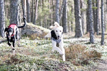 Foto de Perro blanco y perro negro, pura raza Saluki sighthound o mirador corriendo libre en la naturaleza y jugando juntos. Galgo persa disfrutando de la vida afuera. Dando un paseo por el bosque, en el bosque. - Imagen libre de derechos