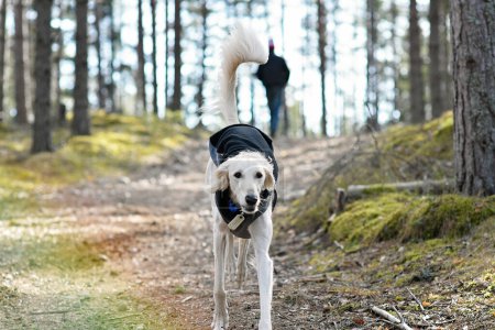 Foto de White dog, purebred Saluki sighthound or gazehound, free in the nature with its owner, person walking. A Persian Greyhound enjoying life outside. Going for a walk in the woods or in the forest. - Imagen libre de derechos