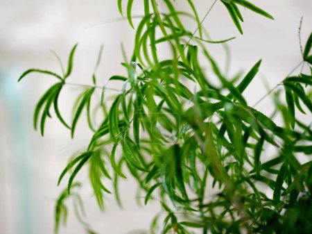 houseplant, plant, gardening, indoor garden, bush, Asparagus densiflorus Sprengeri - Emerald Feather Fern, asparagus fern