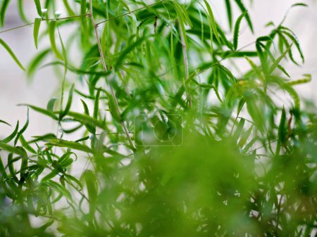 houseplant, plant, gardening, indoor garden, bush, Asparagus densiflorus Sprengeri - Emerald Feather Fern, asparagus fern