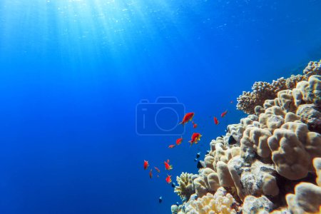 Photo for Colorful corals and exotic fishes at the bottom of the red sea. beautiful natural summer background - Royalty Free Image