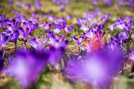 Photo for Amazing field of blooming purple (blue) crocuses blooming in spring time. natural background (banner) - Royalty Free Image