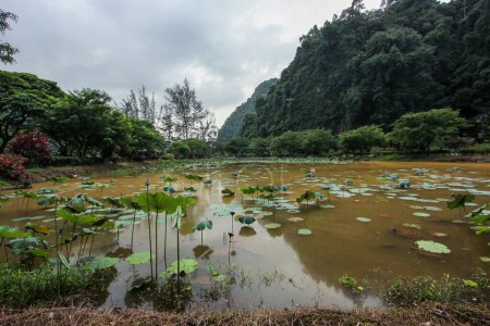 Foto de Hermoso estanque de loto en el complejo de templos de la cueva Kek Lok Thong en las colinas kársticas de piedra caliza alrededor de Ipoh en Malasia. - Imagen libre de derechos