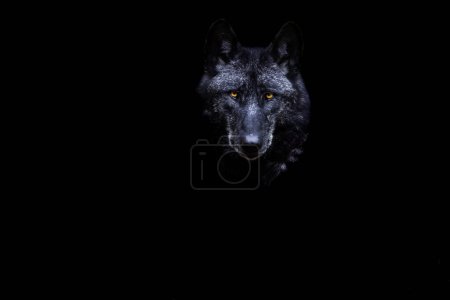 Photo for Portrait of a black wolf with a black background - Royalty Free Image