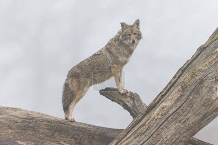 Foto de A coyote resting in the forest - Imagen libre de derechos