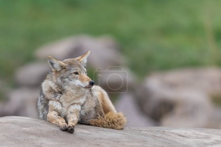 Foto de A coyote resting in the forest - Imagen libre de derechos