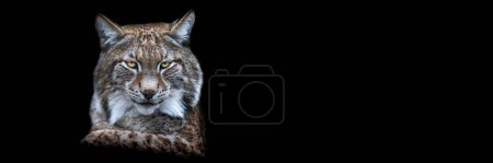 Photo for Template of a lynx with a black background - Royalty Free Image