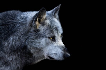 Porträt eines schwarzen Wolfes mit schwarzem Hintergrund