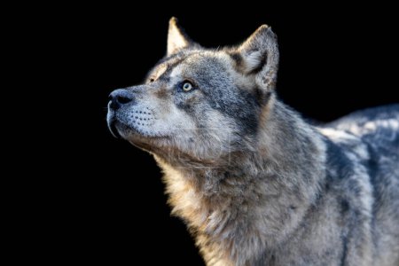 Porträt eines grauen Wolfes mit schwarzem Hintergrund