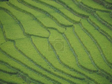 Foto de Vista aérea de las terrazas del campo de arroz verde en Mu cang chai, Vietnam. - Imagen libre de derechos