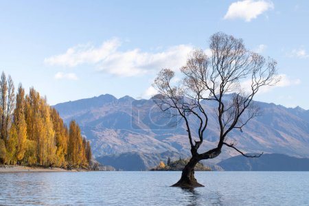 Téléchargez les photos : Paysage arboré à Wanaka, Nouvelle-Zélande en automne. Concept de voyage. - en image libre de droit