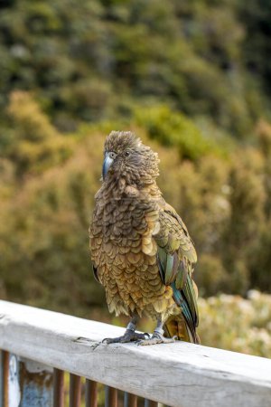 Curioso Kea encaramado en la naturaleza, encapsulando el espíritu de la majestuosa fauna alpina neozelandesa. Viajes