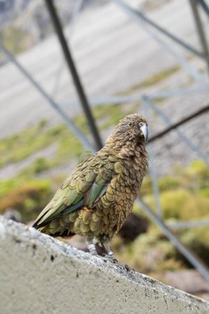 Kea bird on a journey in Arthurs Pass, inviting travel and exploration in New Zealands wild. Travel