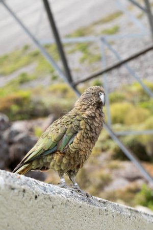 Curious Kea perched in the wild, encapsulating the spirit of New Zealands majestic alpine fauna. Travel