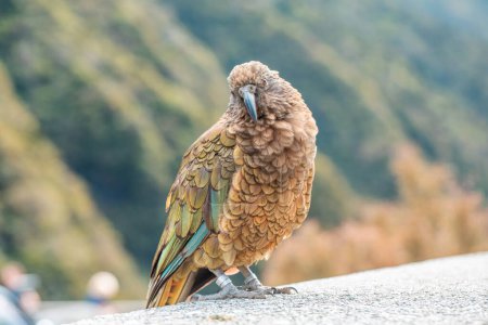 Curious Kea perched in the wild, encapsulating the spirit of New Zealands majestic alpine fauna. Travel