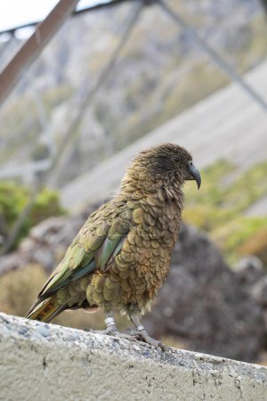 Kea bird on a journey in Arthurs Pass, inviting travel and exploration in New Zealands wild. Travel