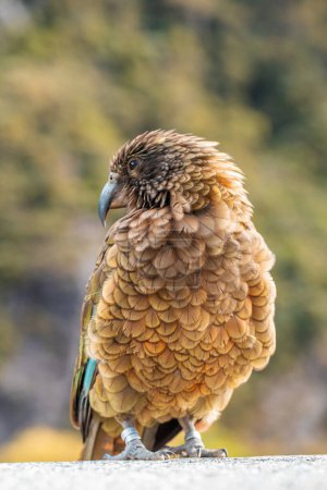 Curioso Kea encaramado en la naturaleza, encapsulando el espíritu de la majestuosa fauna alpina neozelandesa. Viajes