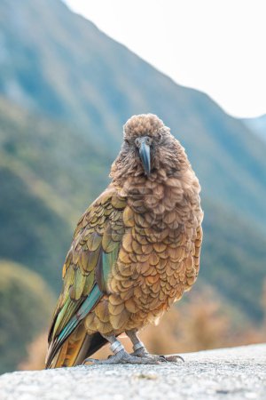 A Kea perched in Arthurs Pass, New Zealand, showcasing its brown and green plumage. Travel
