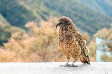 Kea parrot perches in Arthurs Pass, a testament to New Zealands rich avian biodiversity and natural beauty. Travel