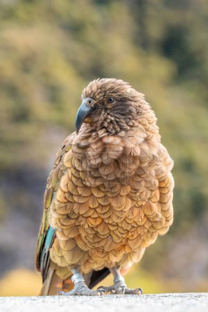 A Kea perched in Arthurs Pass, New Zealand, showcasing its brown and green plumage. Travel