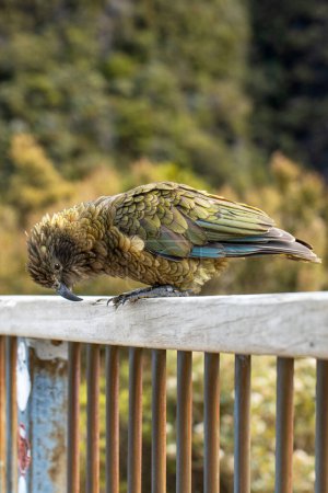 Foto de Un Kea encaramado en Arthurs Pass, Nueva Zelanda, mostrando su plumaje marrón y verde. Viajes - Imagen libre de derechos