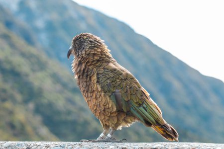 Ein Kea thront auf dem Arthurs Pass in Neuseeland und zeigt sein braunes und grünes Gefieder. Reise